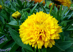 Double Coreopsis