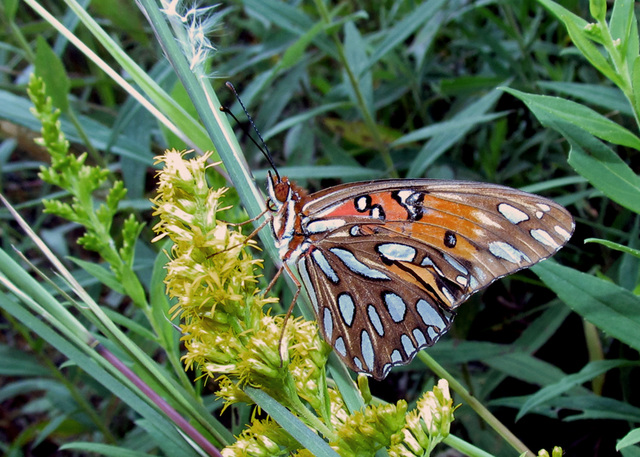 Gulf Fritillary