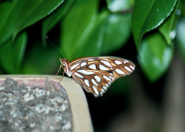 Gulf Fritillary Butterfly