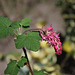 Ribes sanguineum - Groseiller à fleurs