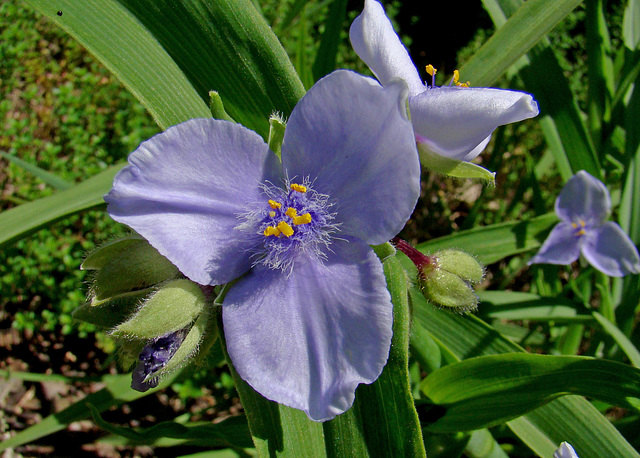 Spiderwort - Pale Lavender