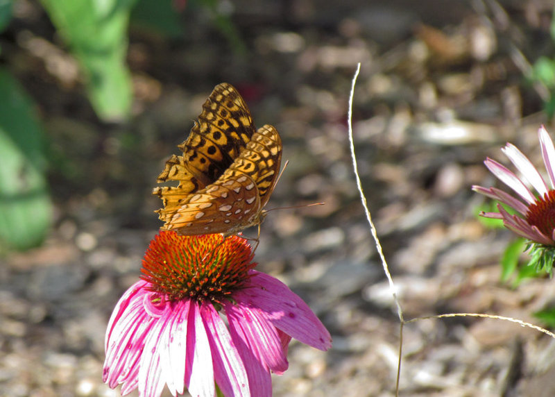 Great Spangled Fritillary