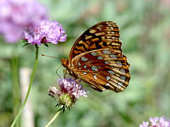 Great spangled fritillary- underside