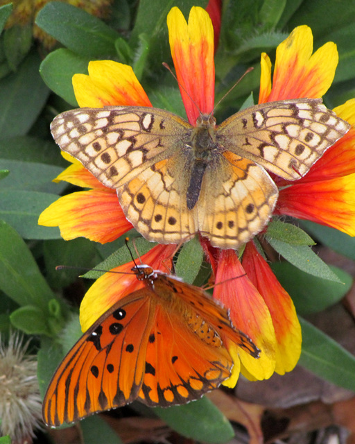 Two Fritillaries