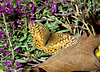 Variegated Fritillary