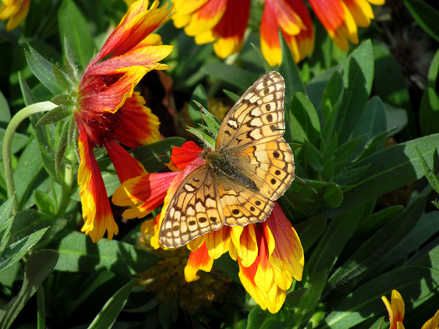 Variegated fritillary