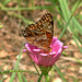 Variegated Fritillary - Underside