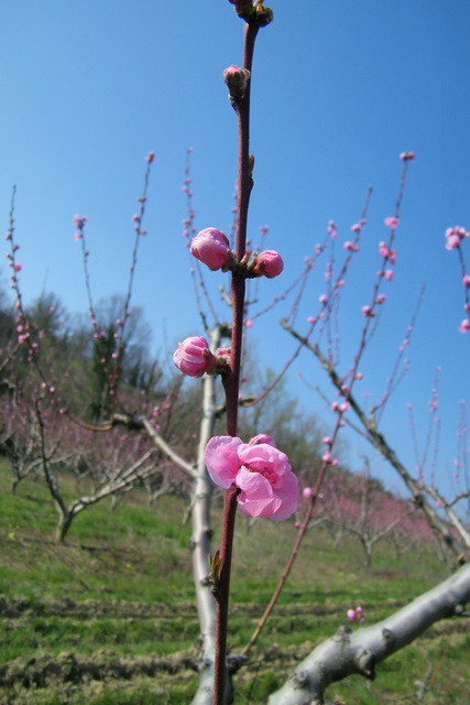 Les bourgeons éclatent...