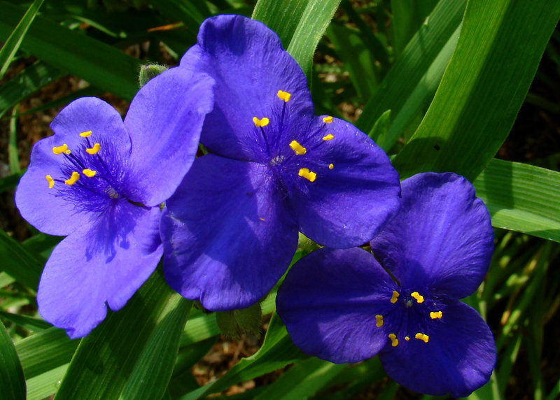 Blue Violet Spiderwort