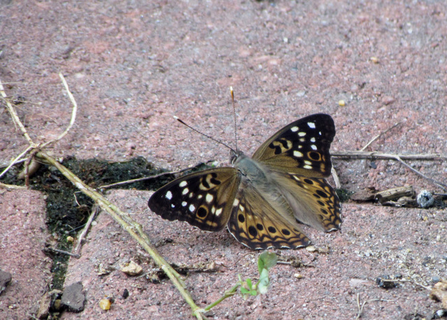 Hackberry Butterfly