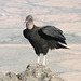Picacho Peak Vulture