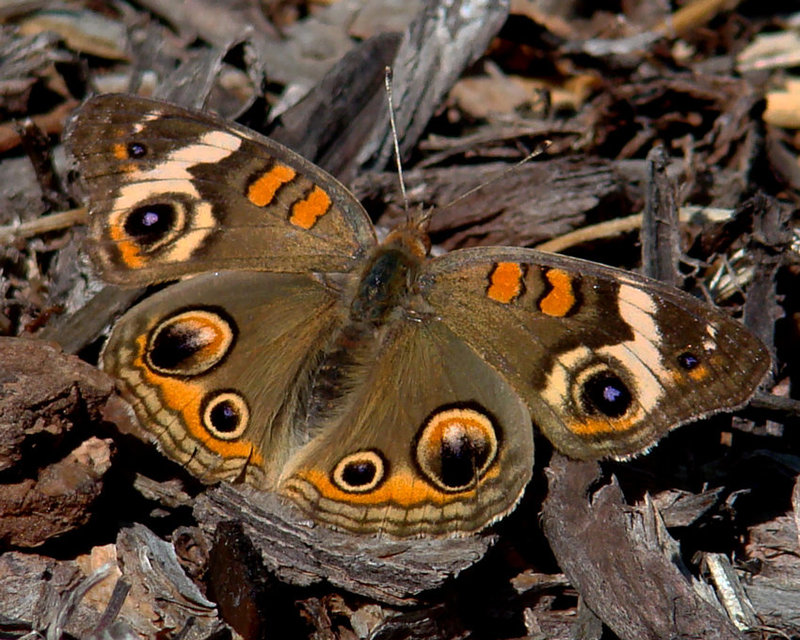 Buckeye Butterfly