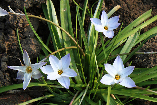 Ipheion (3)