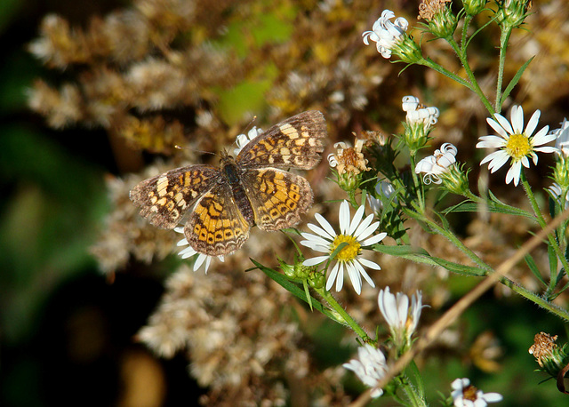 Pearly Crescentspot