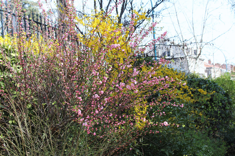 Prunus triloba