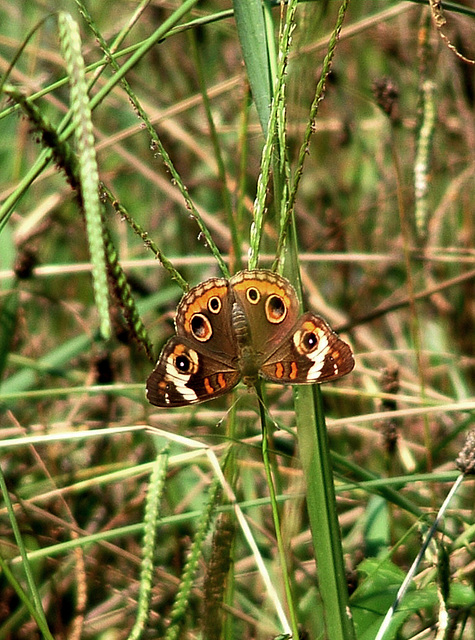 Buckeye