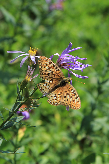 Mountain Fritillary