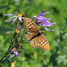 Mountain Fritillary