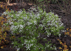 Spiraea thunbergii