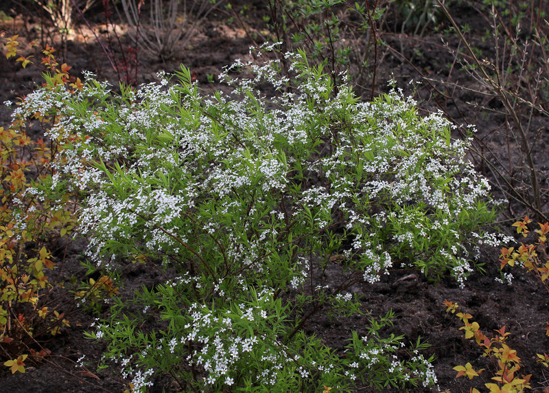 Spiraea thunbergii