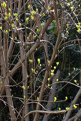 Calycanthus floridus