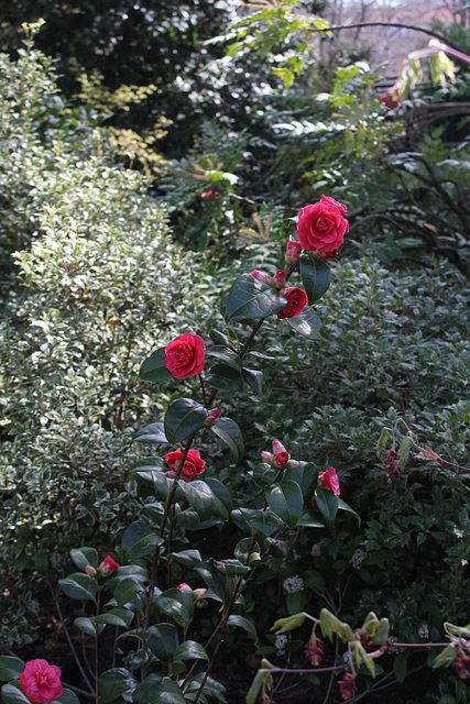 Camellia