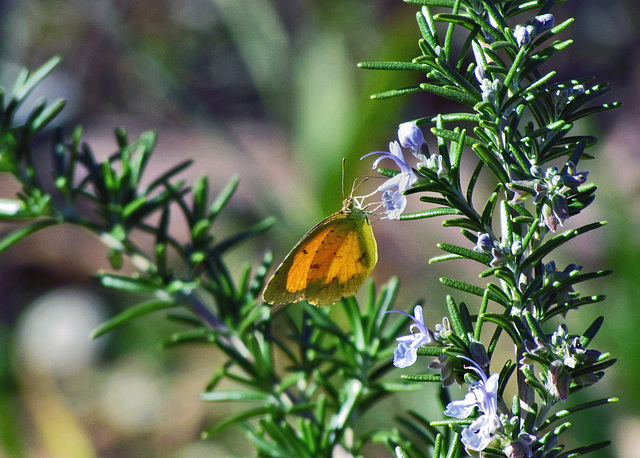 Sleepy Orange Butterfly