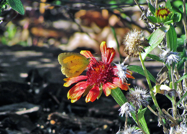 Sleepy Orange Butterfly