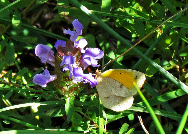 Sleepy Orange Butterfly