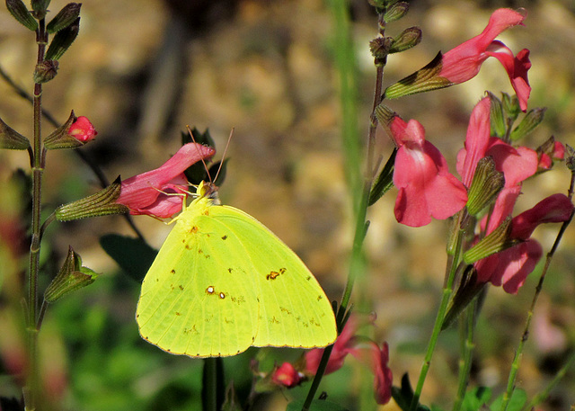 Yellow - Cloudless Giant Sulphur