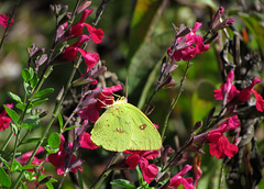 Cloudless Sulphur Butterfly