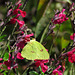 Cloudless Sulphur Butterfly