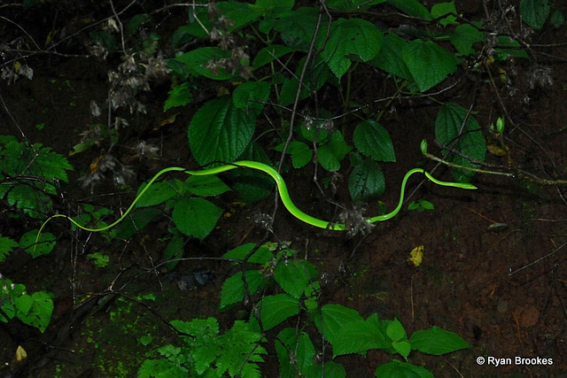 20090725-0144 Ahaetulla nasuta (Lacépède, 1789)