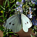 Cabbage butterfly