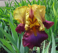 Iris hybride