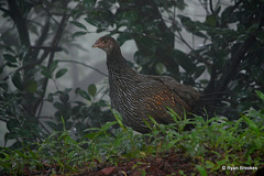 20090725-P1260686 Grey junglefowl