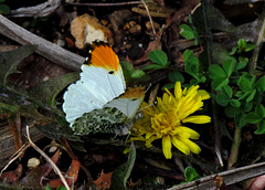 Falcate Orangetip Butterfly