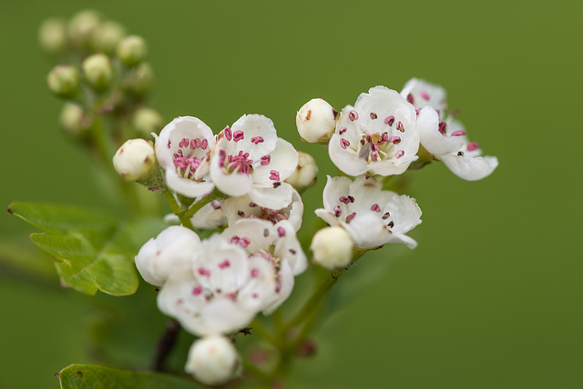 Blüten - 20140322