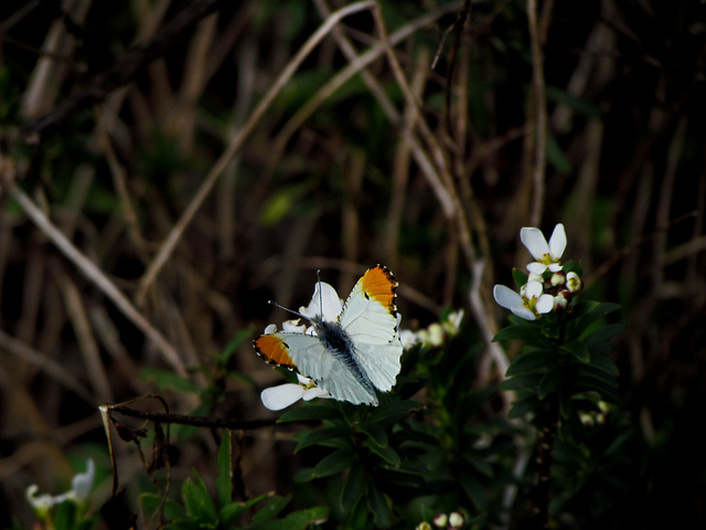 Falcate Orangetip - Male