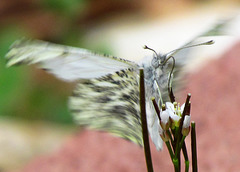 Falcate Orangetip - Female