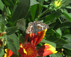 Common Checkered Skipper