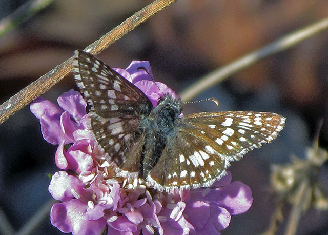 Common Checkered Skipper