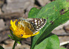 Common Checkered Skipper