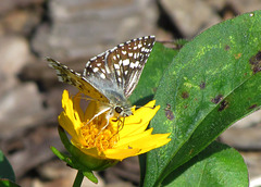 Common Checkered Skipper Common Checkered Skipper