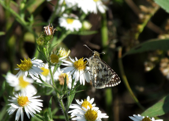 Checkered Skipper