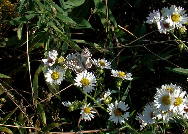 Common Checkered Skipper