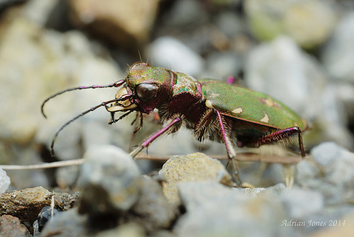 Green Tiger Beetle