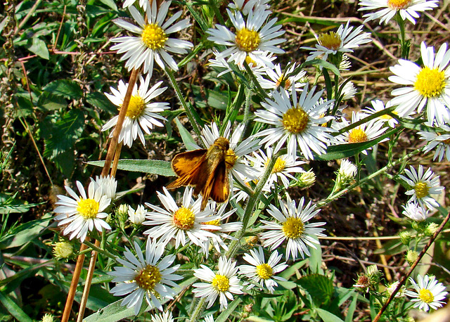 Fiery Skipper