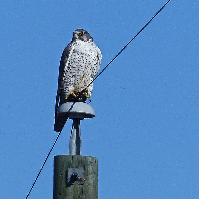 Gyrfalcon