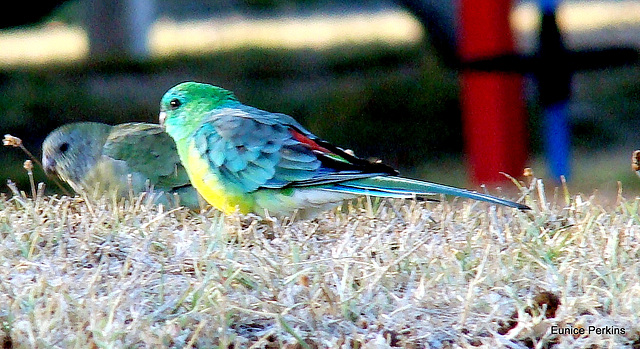 Rainbow lorikeet mates